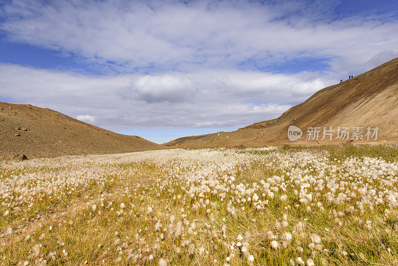 冰岛Viti Caldera附近的Eriophorum植物